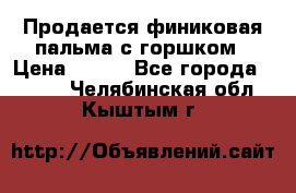 Продается финиковая пальма с горшком › Цена ­ 600 - Все города  »    . Челябинская обл.,Кыштым г.